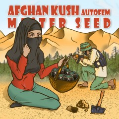 Afghan Kush auto fem MASTER SEED
