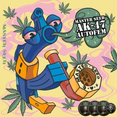 AK-47 auto fem MASTER SEED