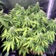 Семена каннабиса AK-49 auto fem MASTER SEED
