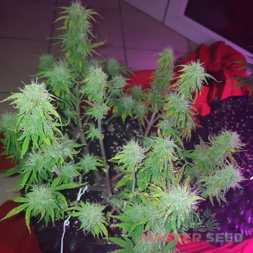 Семена каннабиса AK-49 auto fem MASTER SEED