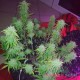 Семена каннабиса AK-49 auto fem MASTER SEED