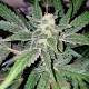 Семена каннабиса Amnesia Haze auto fem MASTER SEED