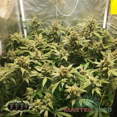 Big Bang auto fem MASTER SEED