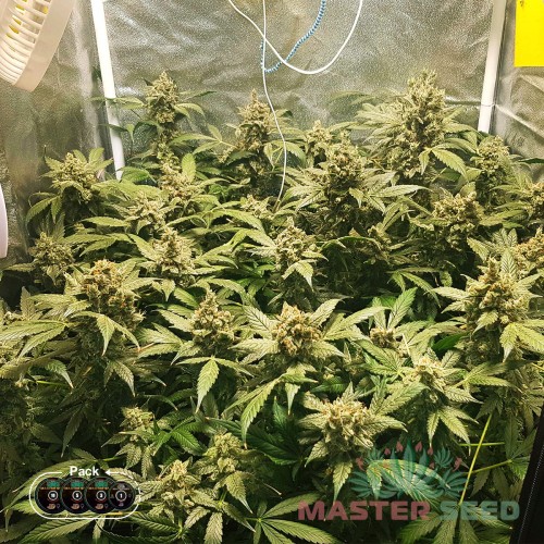Семена каннабиса Big Bang auto fem MASTER SEED