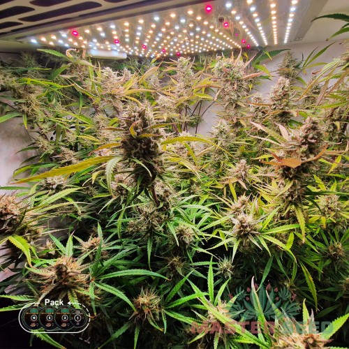 Семена каннабиса Big Bang auto fem MASTER SEED