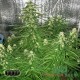 Семена каннабиса Big Bang auto fem MASTER SEED