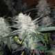 Семена каннабиса Big Bud auto fem MASTER SEED