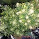 Семена каннабиса Big Bud auto fem MASTER SEED