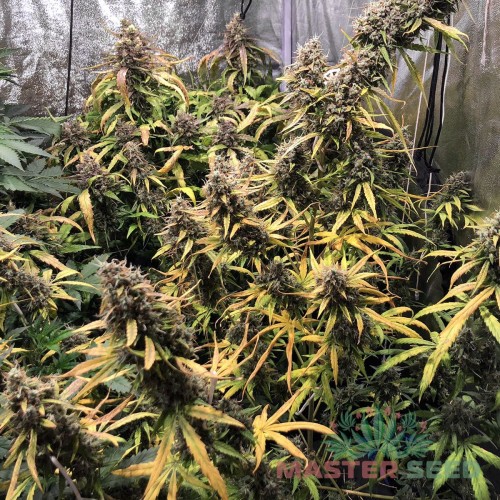 Семена каннабиса Brooklyn Sunrise auto fem MASTER SEED