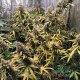 Семена каннабиса Brooklyn Sunrise auto fem MASTER SEED