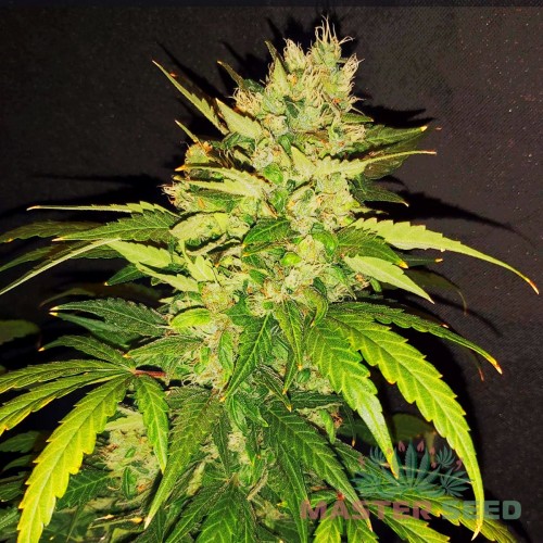 Насіння канабісу Bruce Banner auto fem MASTER SEED