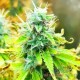 Насіння канабісу Chronic Master auto fem MASTER SEED