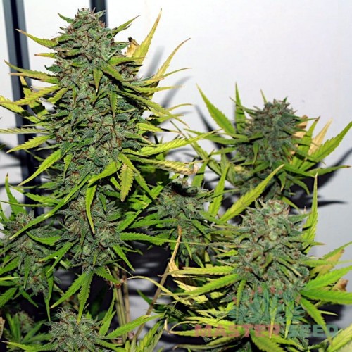 Насіння канабісу Critical auto fem MASTER SEED