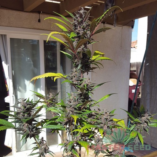 Семена каннабиса Fastberry auto fem MASTER SEED