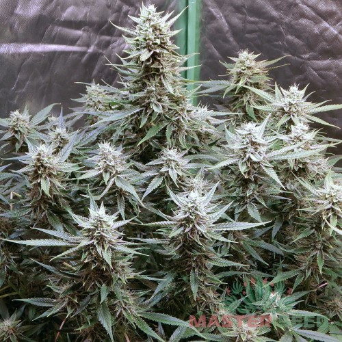Насіння канабісу Galaxy auto fem MASTER SEED