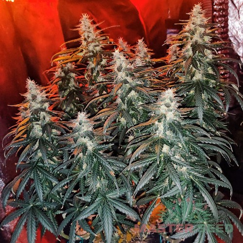Насіння канабісу Galaxy auto fem MASTER SEED
