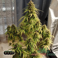 Gelato auto fem MASTER SEED