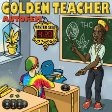 Golden Teacher auto fem MASTER SEED