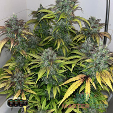 Gorilla Cookies auto fem MASTER SEED