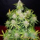 Насіння канабісу Green Crack auto fem MASTER SEED