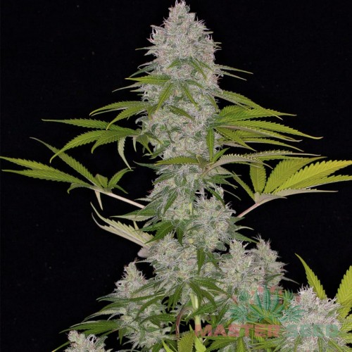 Насіння канабісу Kush auto fem MASTER SEED