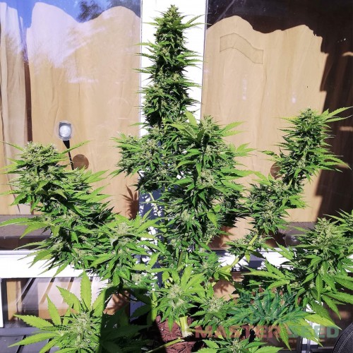 Насіння канабісу Kush auto fem MASTER SEED