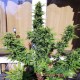Насіння канабісу Kush auto fem MASTER SEED