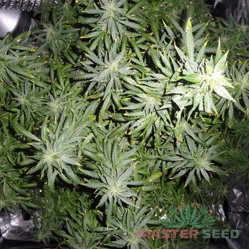 Насіння канабісу Kush auto fem MASTER SEED