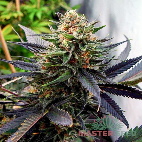 Семена каннабиса Lavender auto fem MASTER SEED