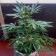 Семена каннабиса Lavender auto fem MASTER SEED
