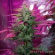 Насіння канабісу Lemon Haze auto fem MASTER SEED