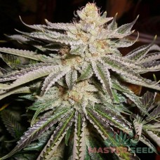 Mamba Negra auto fem MASTER SEED