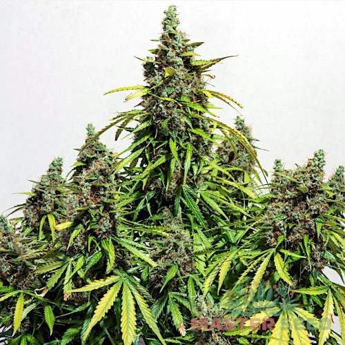 Семена каннабиса Mazar auto fem MASTER SEED
