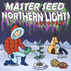 Northern Lights auto fem MASTER SEED