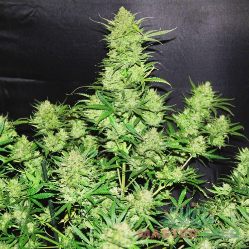 Семена каннабиса OG Kush auto fem MASTER SEED