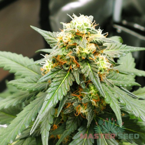 Семена каннабиса OG Kush auto fem MASTER SEED