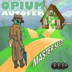 Opium auto fem MASTER SEED