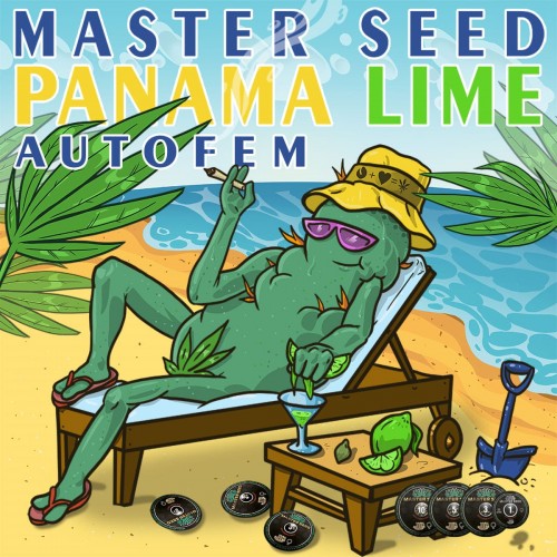 Семена каннабиса Panama Lime auto fem MASTER SEED