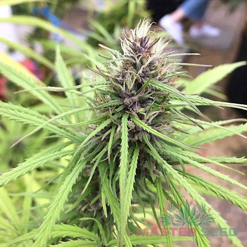 Семена каннабиса Panama Lime auto fem MASTER SEED