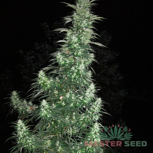 Семена каннабиса Panama Lime auto fem MASTER SEED