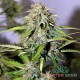 Семена каннабиса Power Plant auto fem MASTER SEED