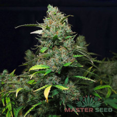 Purple Kush auto fem MASTER SEED
