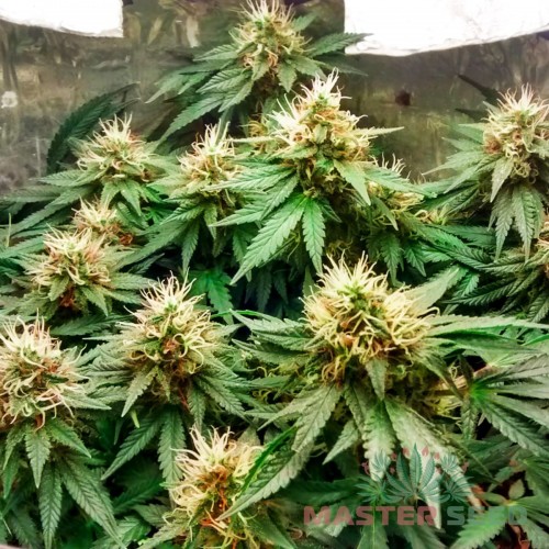 Семена каннабиса Red Dwarf auto fem MASTER SEED
