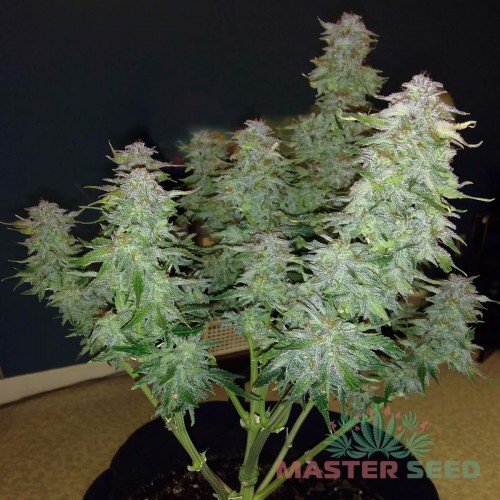 Насіння канабісу Silver Teacher auto fem MASTER SEED