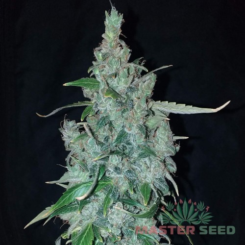 Насіння канабісу Silver Teacher auto fem MASTER SEED