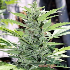 Somango auto fem MASTER SEED