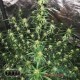 Насіння канабісу Super Silver Haze auto fem MASTER SEED