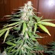 Насіння канабісу Super Skunk auto fem MASTER SEED