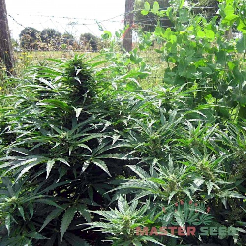 Насіння канабісу Super Skunk auto fem MASTER SEED