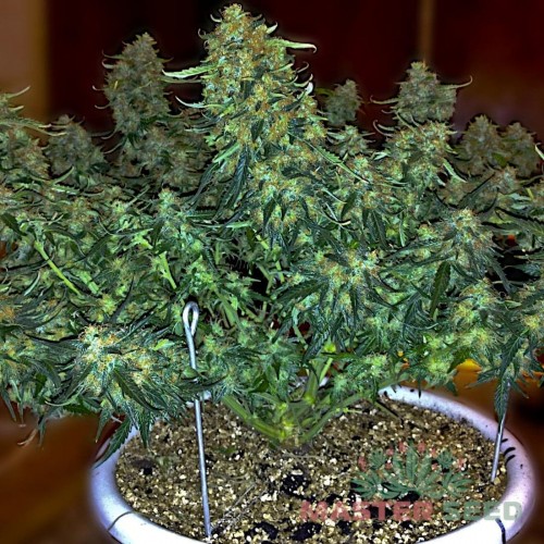 Семена каннабиса Sweet Tooth auto fem MASTER SEED